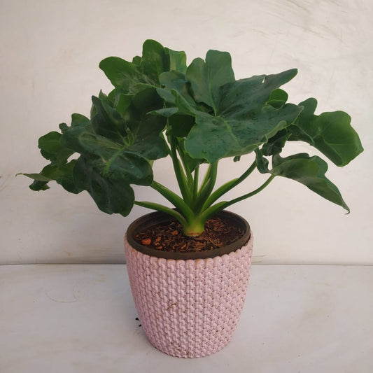Philodendron 'Atom' | Seller's Choice, Hong Kong Collection