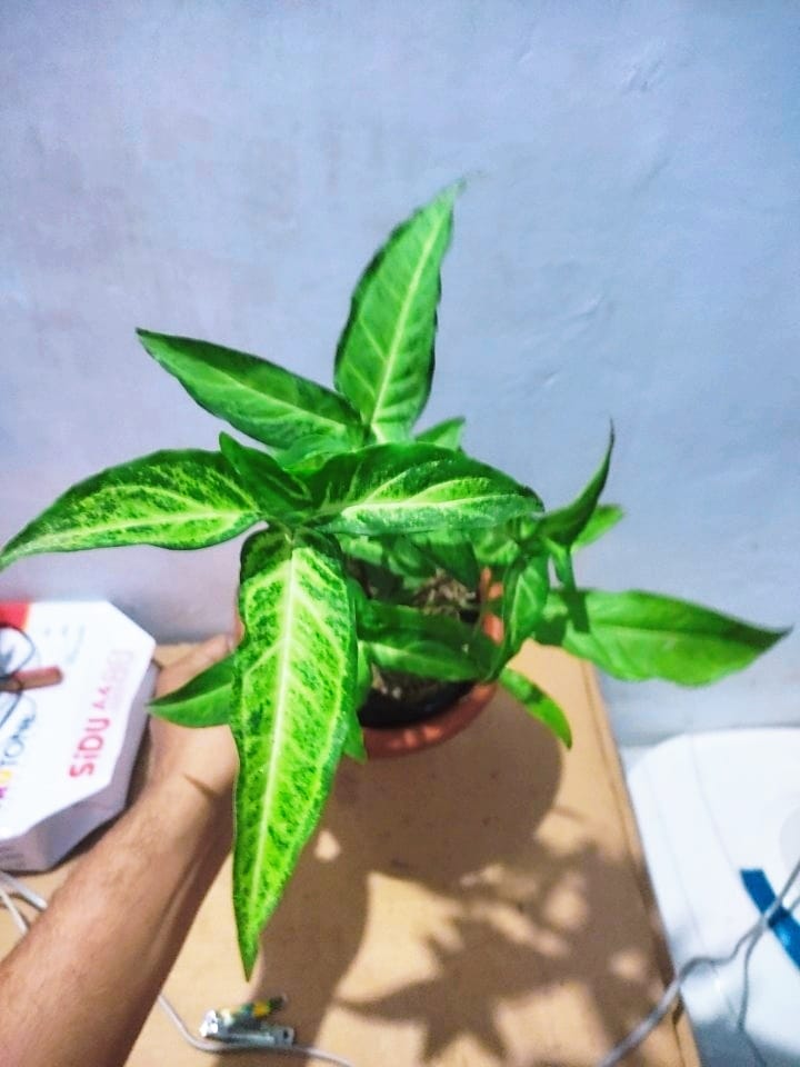 Syngonium Angustatum (Sri Lanka ) | Seller's Choice, Hainan Collection