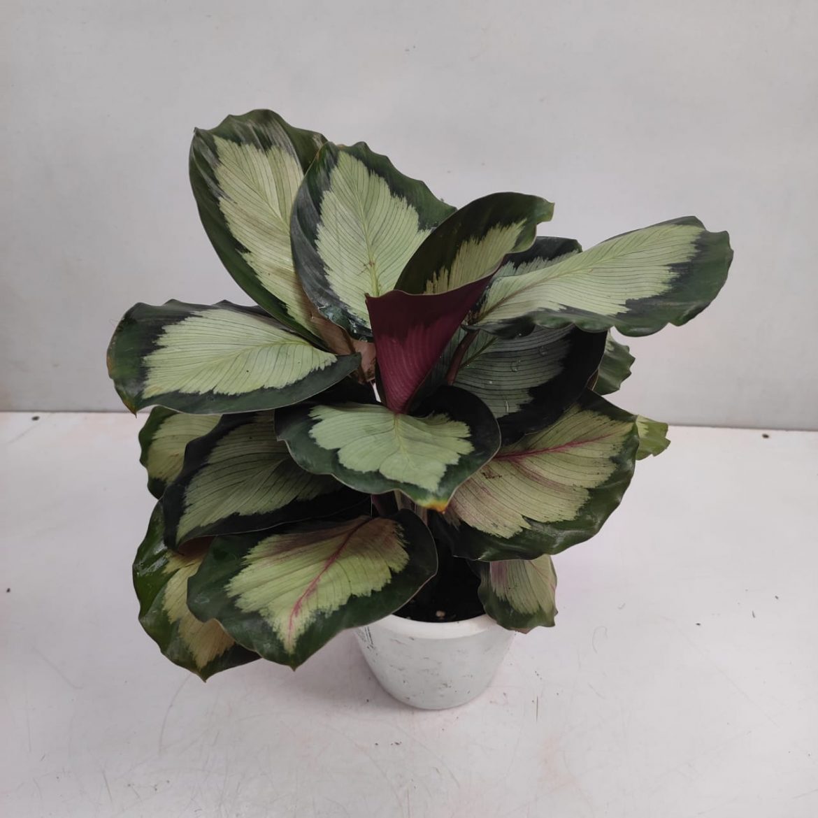 Calathea roseopicta 'Corona' | Seller's Choice, Hong Kong Collection