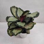 Calathea roseopicta 'Corona' | Seller's Choice, Hong Kong Collection