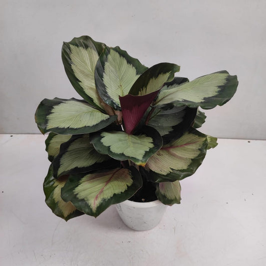 Calathea roseopicta 'Corona' | Seller's Choice, Hong Kong Collection