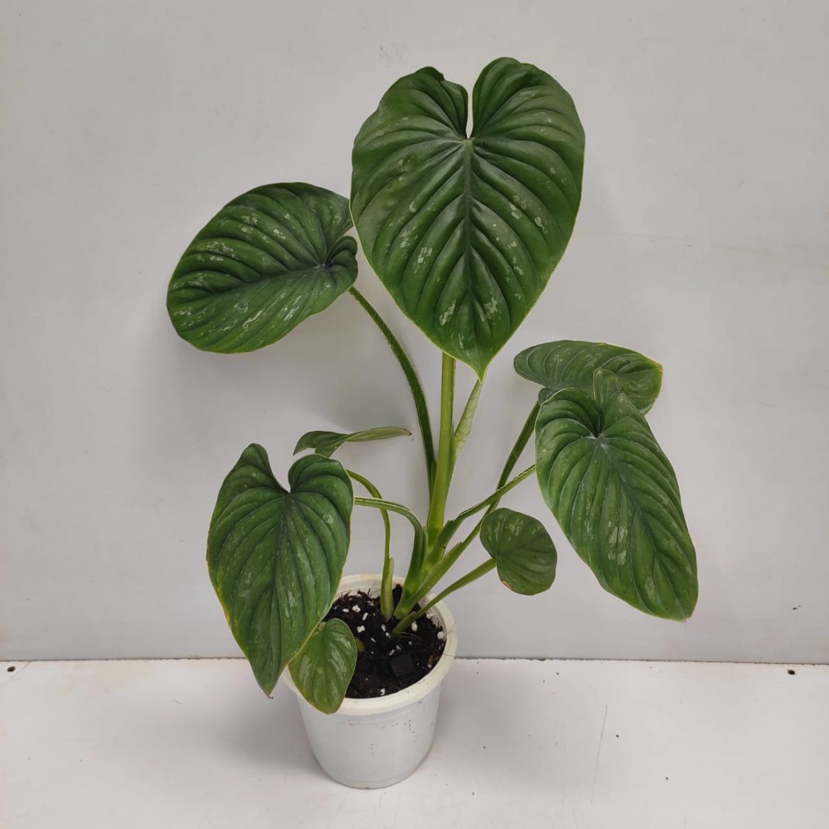 Philodendron plowmanii | Seller's Choice, Hong Kong Collection
