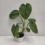 Philodendron plowmanii | Seller's Choice, Hong Kong Collection