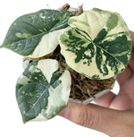 Alocasia 'Melo Variegata'Albo Variegata | Seller's Choice, Hong Kong Collection