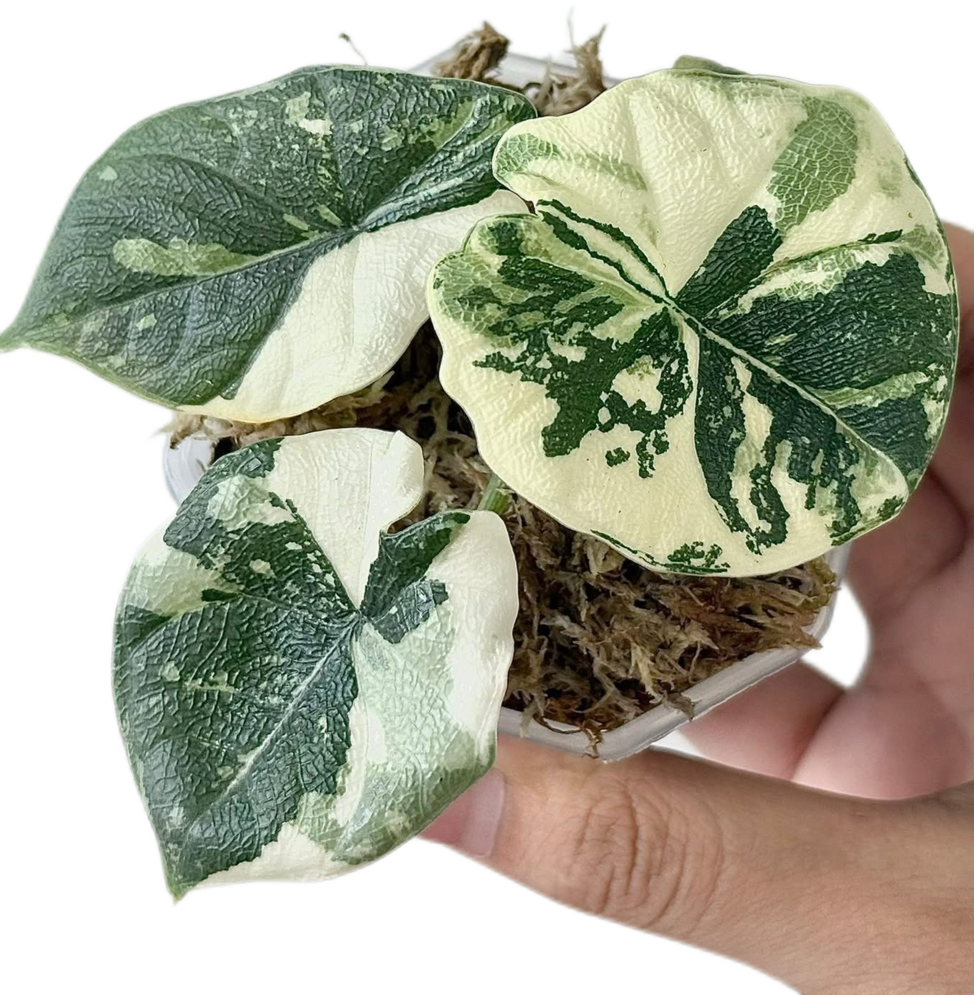 Alocasia 'Melo Variegata'Albo Variegata | Seller's Choice, Hong Kong Collection