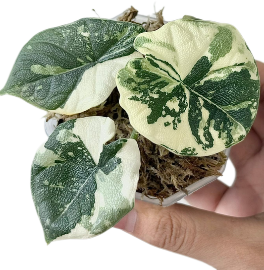 Alocasia 'Melo Variegata'Albo Variegata | Seller's Choice, Hong Kong Collection