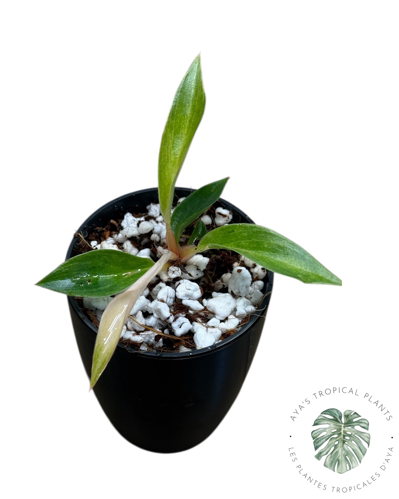Philodendron Strawberry Caramel Marble Variegated TC | Grower's Choice, Foshan Collection