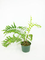 Drynaria rigidula Var. 'Whitei'fern | Seller's Choice, Hainan Collection