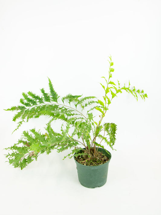 Drynaria rigidula Var. 'Whitei'fern | Seller's Choice, Hainan Collection