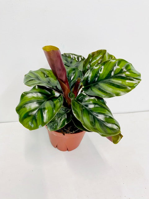 Calathea Fasciata | Seller's Choice, Hainan Collection