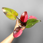 Philodendron Persimmon Princess TC | Grower's Choice, Foshan Collection