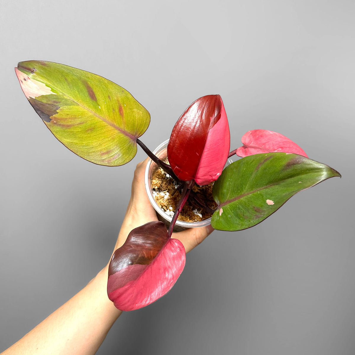 Philodendron Persimmon Princess TC | Grower's Choice, Foshan Collection