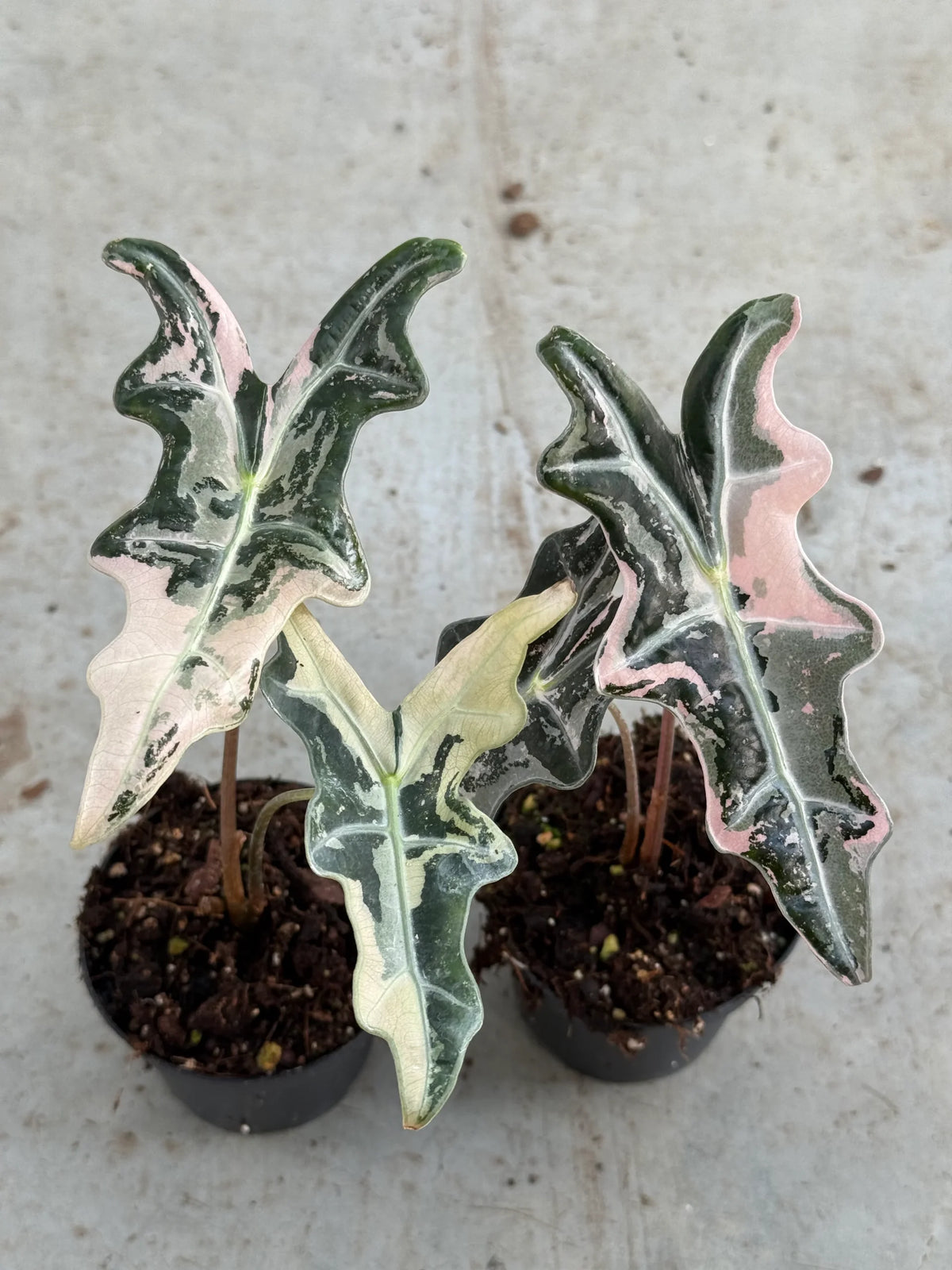 Alocasia Nobilis Pink TC | Seller's Choice, Hong Kong Collection