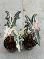 Alocasia Nobilis Pink TC | Seller's Choice, Hong Kong Collection