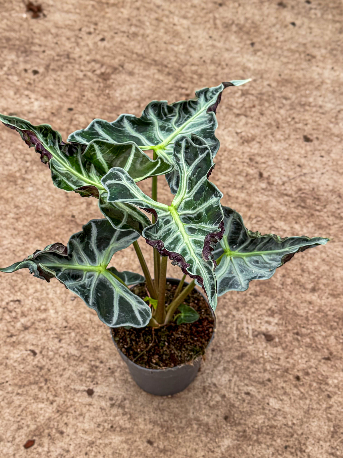 Alocasia 'loco' | Seller's Choice, Hainan Collection