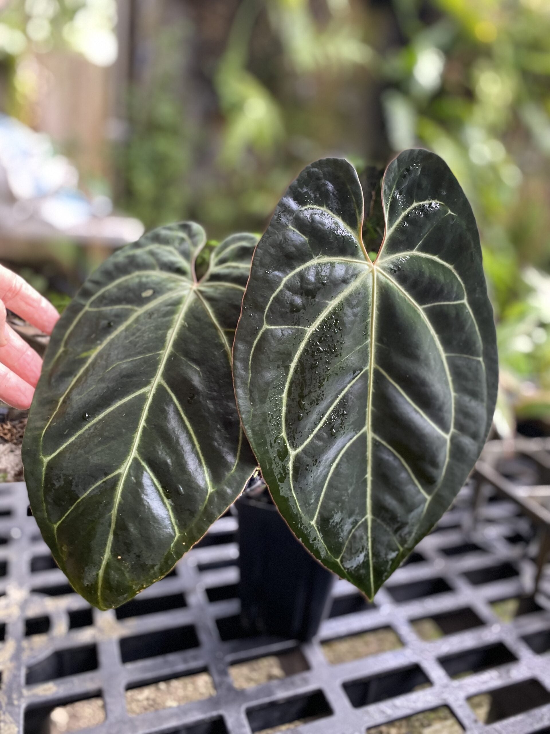 Anthurium besseae aff x (Anthrium Black Widow x Indonesian Red Crystallinum)(Anthurium Besseae Aff x ( Zara xMichelle) | Seller's Choice, Hainan Collection