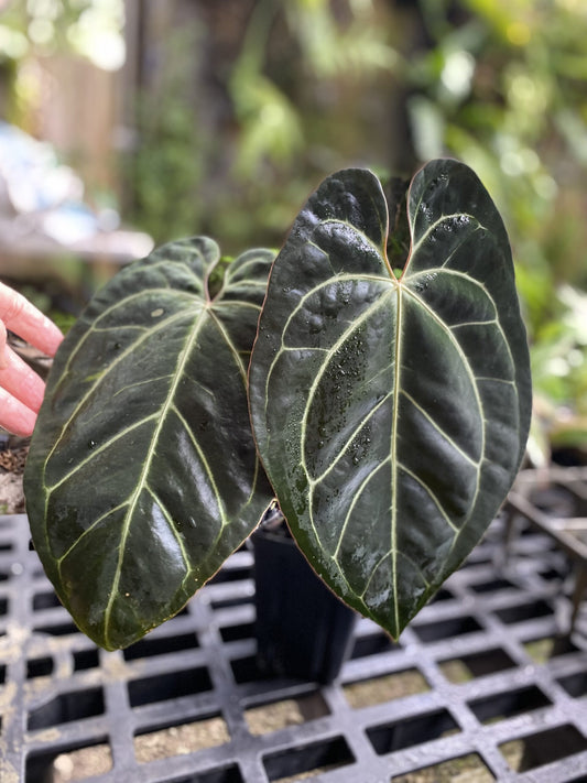 Anthurium besseae aff x (Anthrium Black Widow x Indonesian Red Crystallinum)(Anthurium Besseae Aff x ( Zara xMichelle) | Seller's Choice, Hainan Collection