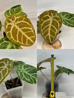 Anthurium 'Black Mage' | Seller's Choice, Hong Kong Collection
