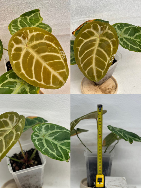 Anthurium 'Black Mage' | Seller's Choice, Hong Kong Collection