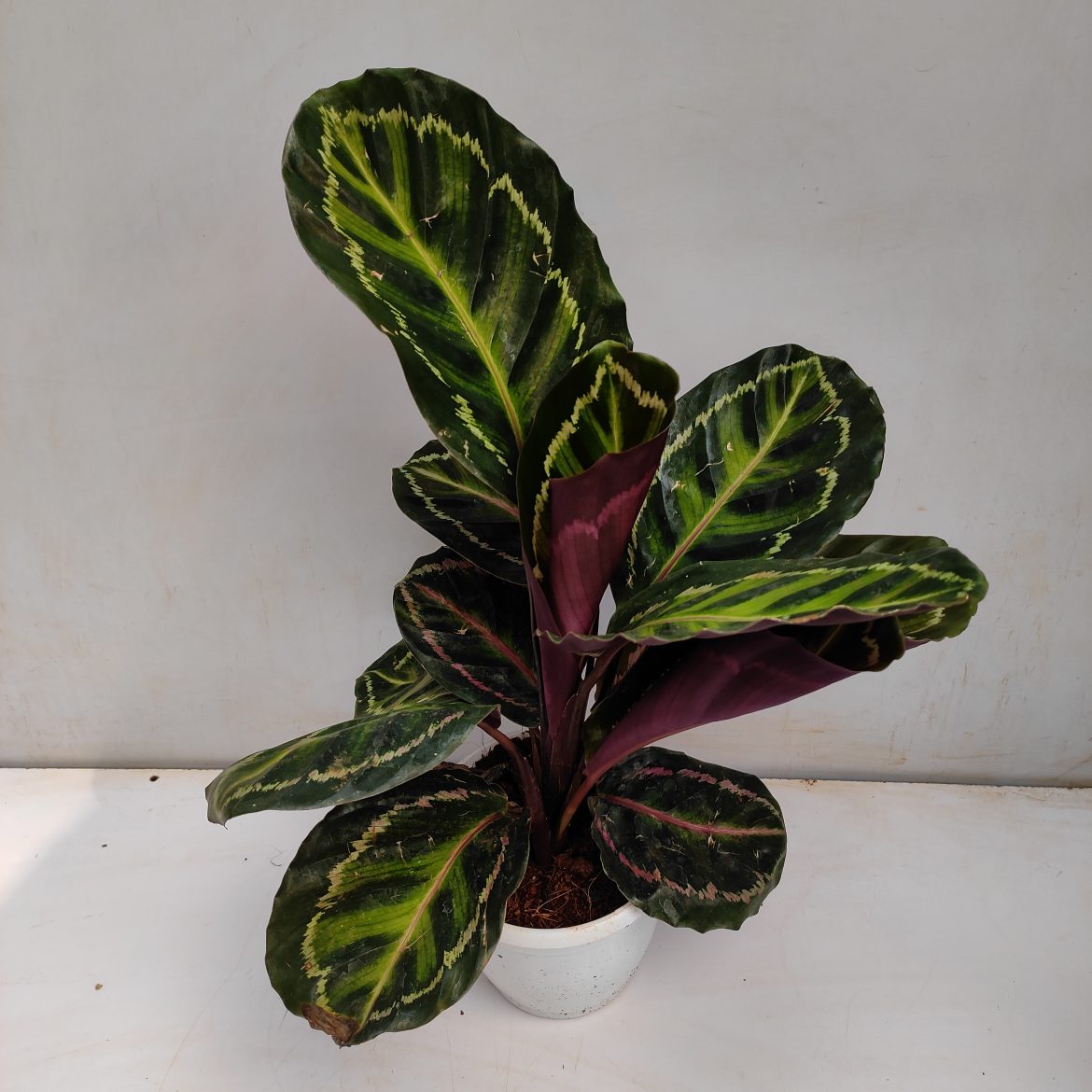 Calathea roseopicta illustris | Seller's Choice, Hong Kong Collection