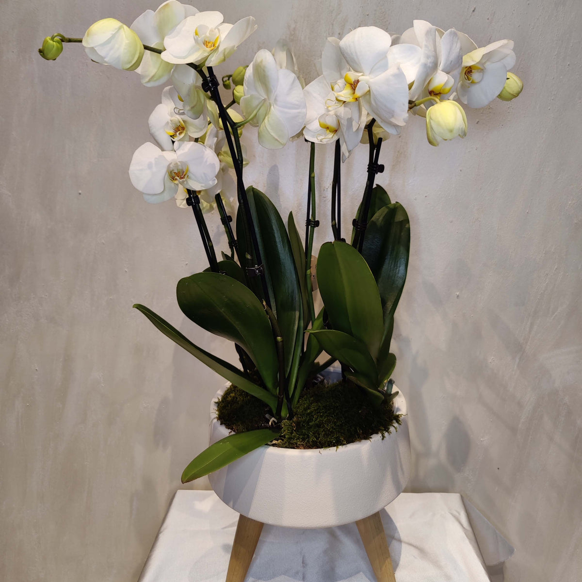 Phalaenopsis 'Beli' | Seller's Choice, Hong Kong Collection