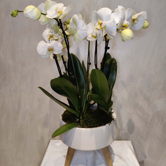Phalaenopsis 'Beli' | Seller's Choice, Hong Kong Collection