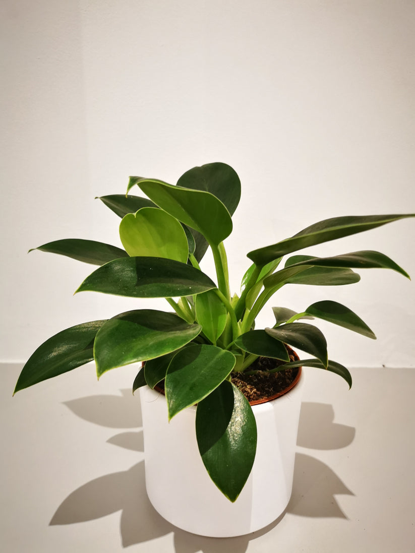 Philodendron 'Green Princess' | Seller's Choice, Hong Kong Collection