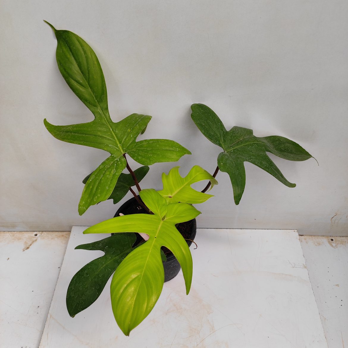 Philodendron Florida Ghost | Seller's Choice, Hong Kong Collection