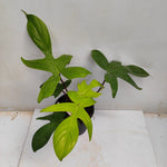Philodendron Florida Ghost | Seller's Choice, Hong Kong Collection