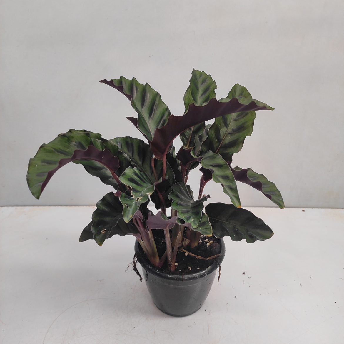 Calathea Gandersii | Seller's Choice, Hainan Collection