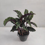 Calathea Gandersii | Seller's Choice, Hainan Collection