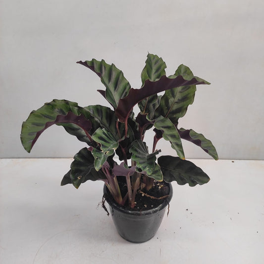 Calathea Gandersii | Seller's Choice, Hainan Collection