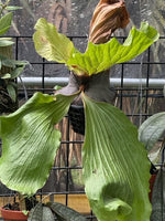 Platycerium elephantotis | Seller's Choice, Hong Kong Collection