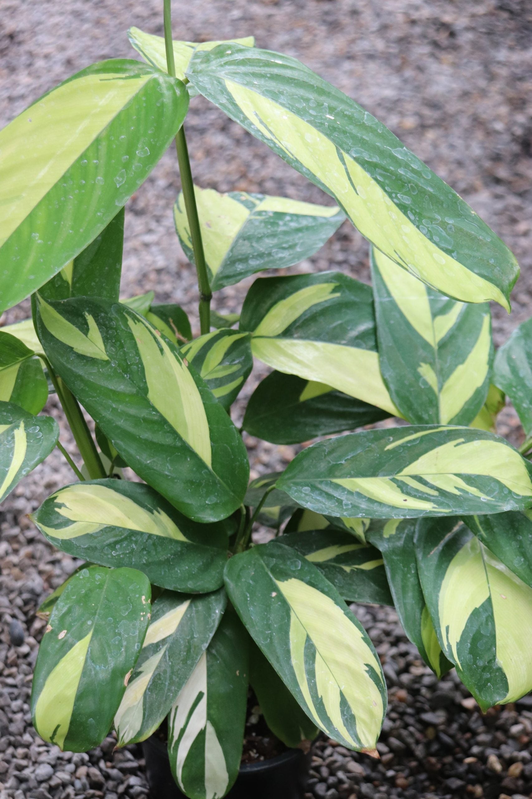 Ctenanthe lubbersiana 'Golden Mosaic' | Seller's Choice, Hong Kong Collection