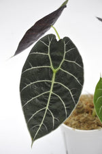 Alocasia Pride of Cup' | Seller's Choice, Hong Kong Collection