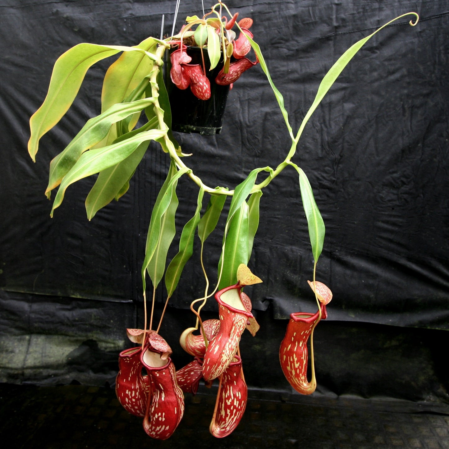 Nepenthes 'Gaya' TC | Seller's Choice, Hainan Collection