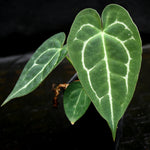 Anthurium forgetii x crystallinum | Seller's Choice, Hong Kong Collection