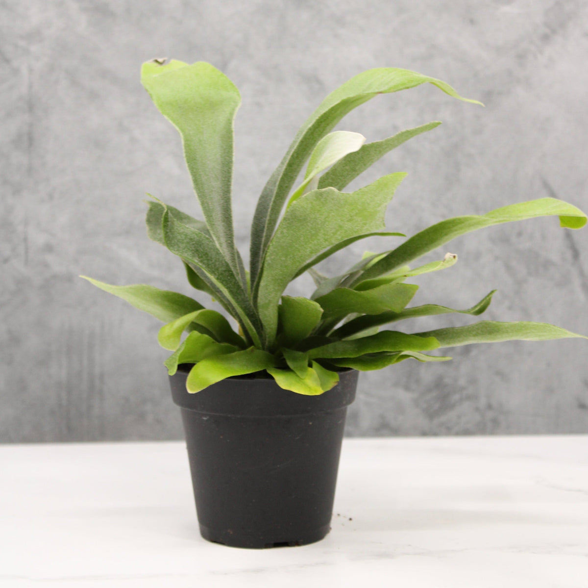Platycerium bifurcatum | Seller's Choice, Hong Kong Collection