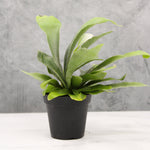 Platycerium bifurcatum | Seller's Choice, Hong Kong Collection