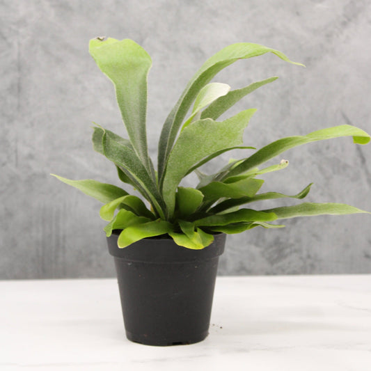 Platycerium bifurcatum | Seller's Choice, Hong Kong Collection