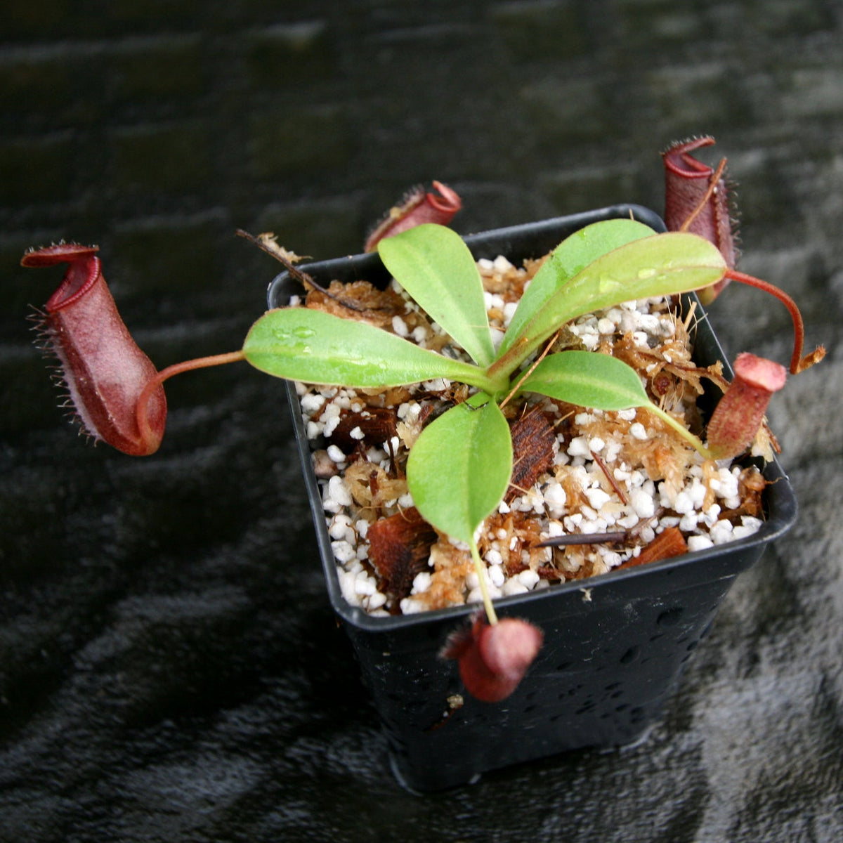 Nepenthes 'Briggsiana'(lowiix Ventricosa-red) | Seller's Choice, Hong Kong Collection