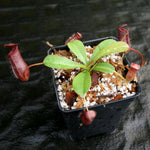 Nepenthes 'Briggsiana'(lowiix Ventricosa-red) | Seller's Choice, Hong Kong Collection