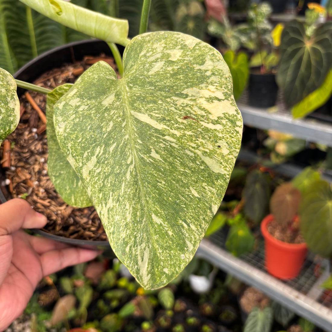 Monstera Legacy | Seller's Choice, Hainan Collection