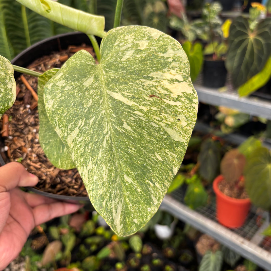 Monstera Legacy | Seller's Choice, Hainan Collection