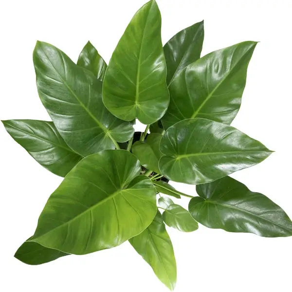 Philodendron giganteum 'Blizzard' | Seller's Choice, Hong Kong Collection