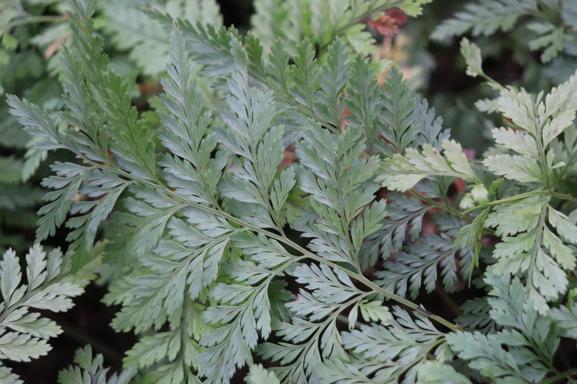 Davallia bullata | Seller's Choice, Hong Kong Collection
