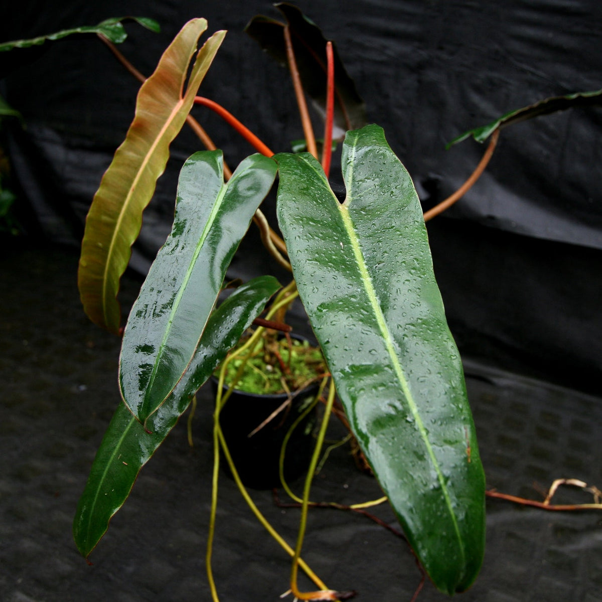 Philodendron atabapoense | Seller's Choice, Hainan Collection