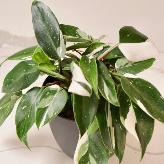 Philodendron erubescens 'White Princess' | Seller's Choice, Hainan Collection