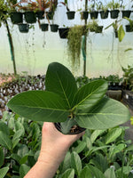 Ficus benghalensis 'Audrey' | Seller's Choice, Hong Kong Collection