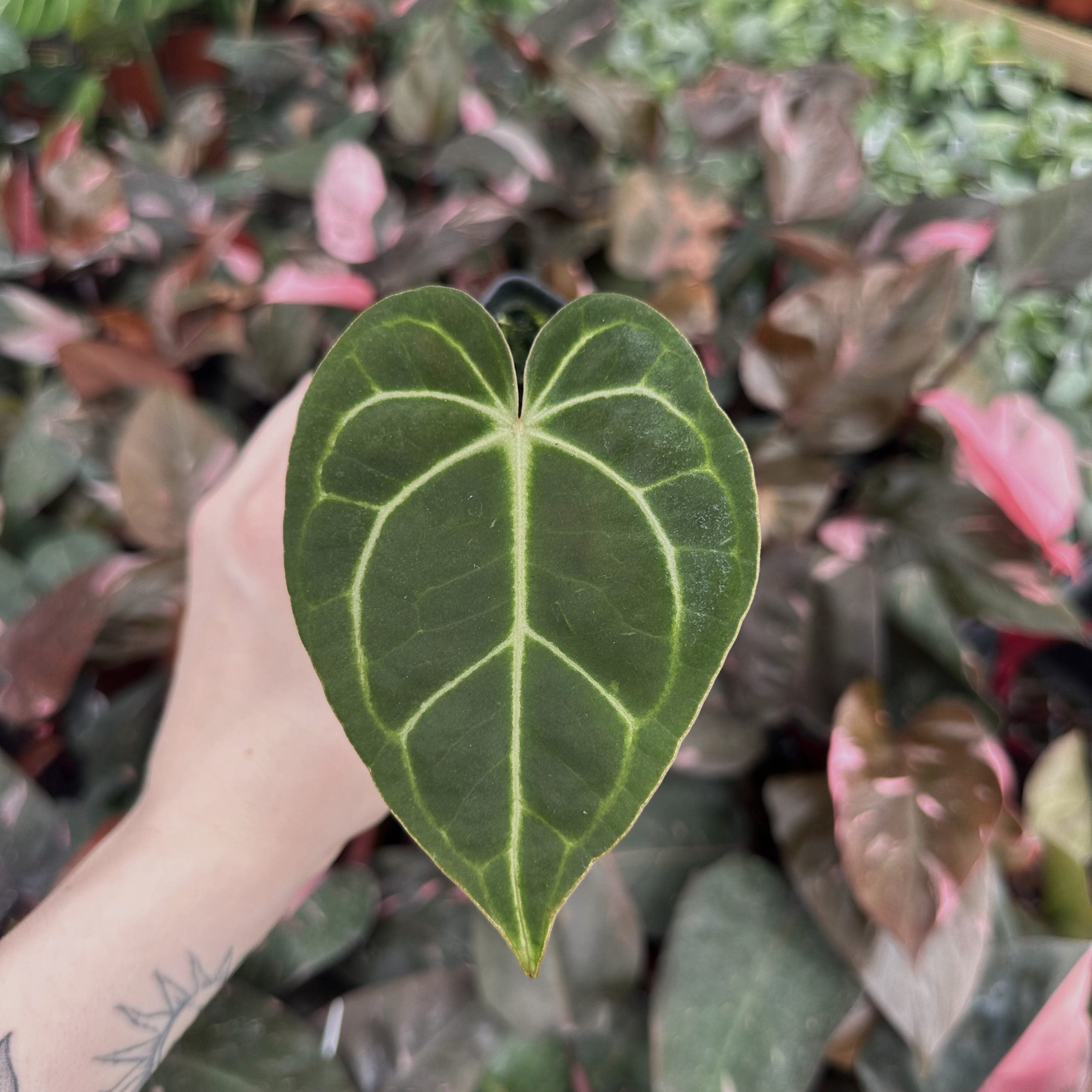 Anthurium clarinervium x Red Crystallinum(Anthurium clarinervium x Michelle) | Seller's Choice, Hainan Collection